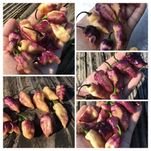 Load image into Gallery viewer, PJ Peach Fire (Pepper Seeds) (Pimenta Jolokia)
