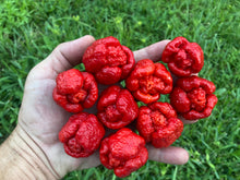 Load image into Gallery viewer, Trinidad Moruga Scorpion (Original)(Pepper Seeds)