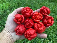 Load image into Gallery viewer, Trinidad Moruga Scorpion (Original)(Pepper Seeds)