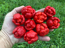 Load image into Gallery viewer, Trinidad Moruga Scorpion (Original)(Pepper Seeds)