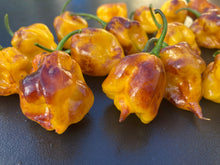 Load image into Gallery viewer, Dueling Horizon (South)(Pepper Seeds)
