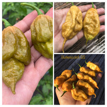 Load image into Gallery viewer, ButterScotch GhostScorpion T-E (Pepper Seeds)t