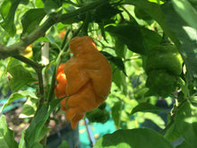 Load image into Gallery viewer, “Repossession” (BOC Reaper OG1)(Pepper Seeds)