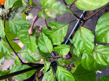 Load image into Gallery viewer, Dueling Horizon (South)(Pepper Seeds)