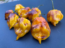 Load image into Gallery viewer, Dueling Horizon (South)(Pepper Seeds)