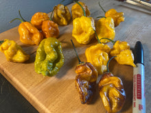 Load image into Gallery viewer, Dueling Horizon (South)(Pepper Seeds)