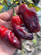 Load image into Gallery viewer, Red Horizon XD (Pepper Seeds) (Limited)