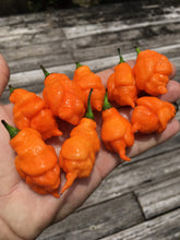 Load image into Gallery viewer, “Repossession” (BOC Reaper OG1)(Pepper Seeds)