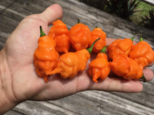 Load image into Gallery viewer, “Repossession” (BOC Reaper OG1)(Pepper Seeds)