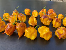 Load image into Gallery viewer, Dueling Horizon (South)(Pepper Seeds)