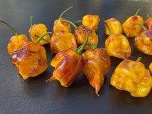 Load image into Gallery viewer, Dueling Horizon (South)(Pepper Seeds)