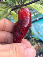 Load image into Gallery viewer, Red Horizon XD (Pepper Seeds) (Limited)
