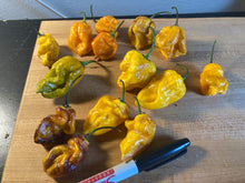 Load image into Gallery viewer, Dueling Horizon (South)(Pepper Seeds)