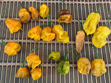 Load image into Gallery viewer, Dueling Horizon (South)(Pepper Seeds)