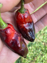 Load image into Gallery viewer, Red Horizon XD (Pepper Seeds) (Limited)