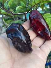Load image into Gallery viewer, Red Horizon XD (Pepper Seeds) (Limited)