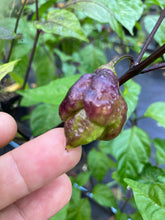 Load image into Gallery viewer, Dueling Horizon (South)(Pepper Seeds)