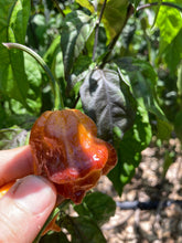 Load image into Gallery viewer, Dueling Horizon (South)(Pepper Seeds)