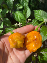 Load image into Gallery viewer, Dueling Horizon (South)(Pepper Seeds)