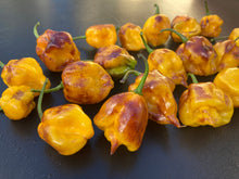 Load image into Gallery viewer, Dueling Horizon (South)(Pepper Seeds)