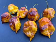 Load image into Gallery viewer, Dueling Horizon (South)(Pepper Seeds)