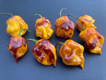 Load image into Gallery viewer, Dueling Horizon (South)(Pepper Seeds)