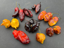 Load image into Gallery viewer, Red Horizon XD (Pepper Seeds) (Limited)