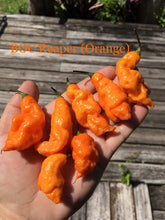 Load image into Gallery viewer, “Repossession” (BOC Reaper OG1)(Pepper Seeds)