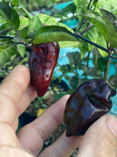 Load image into Gallery viewer, Red Horizon XD (Pepper Seeds) (Limited)