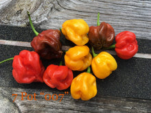 Load image into Gallery viewer, 7 Pot &quot;007&quot; Orange (Pepper Seeds)
