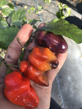 Load image into Gallery viewer, PJ XL Red (Pepper Seeds)