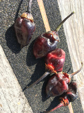 Load image into Gallery viewer, M.A.M.P. Bubblegum Black (Pepper Seeds)