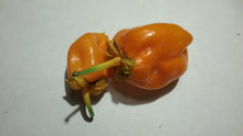 Load image into Gallery viewer, 7 Pot Bubblegum Orange (Pepper Seeds)