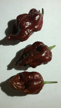 Load image into Gallery viewer, 7 Pot Brown (Pepper Seeds)