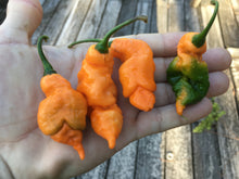 Load image into Gallery viewer, “Repossession” (BOC Reaper OG1)(Pepper Seeds)