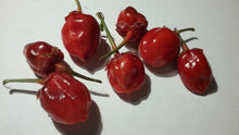 Load image into Gallery viewer, Purplegum Red (Pepper Seeds)