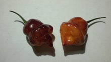 Load image into Gallery viewer, Taj Mahal Orange Tiger (Pepper Seeds)