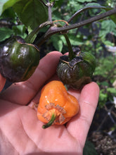 Load image into Gallery viewer, Purplegum Orange Bright (Pepper Seeds)