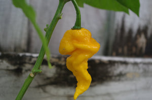 Ghost Scorpion Yellow (T-E) (Pepper Seeds)