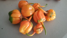 Load image into Gallery viewer, 7 Pot Bubblegum Orange Pumpkin (Pepper Seeds)