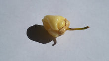 Load image into Gallery viewer, 7 Pot Bubblegum White (Pepper Seeds)