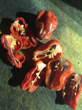 Load image into Gallery viewer, Purple BhutWrecker (Pepper Seeds)