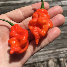 Load image into Gallery viewer, Primo Noir (Stinger Select) (Pepper Seeds)