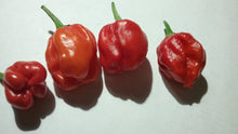 Load image into Gallery viewer, 7 Pot "007" Red (Pepper Seeds)