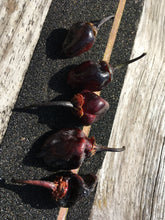 Load image into Gallery viewer, M.A.M.P. Bubblegum Black (Pepper Seeds)