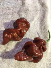 Load image into Gallery viewer, 7 Pot Brown (Pepper Seeds)