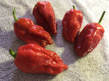 Load image into Gallery viewer, 7 Pot Caramel (Pepper Seeds)