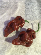 Load image into Gallery viewer, 7 Pot Brown (Pepper Seeds)