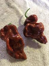Load image into Gallery viewer, 7 Pot Brown (Pepper Seeds)