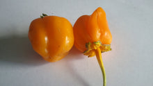 Load image into Gallery viewer, 7 Pot Bubblegum Orange Pumpkin (Pepper Seeds)